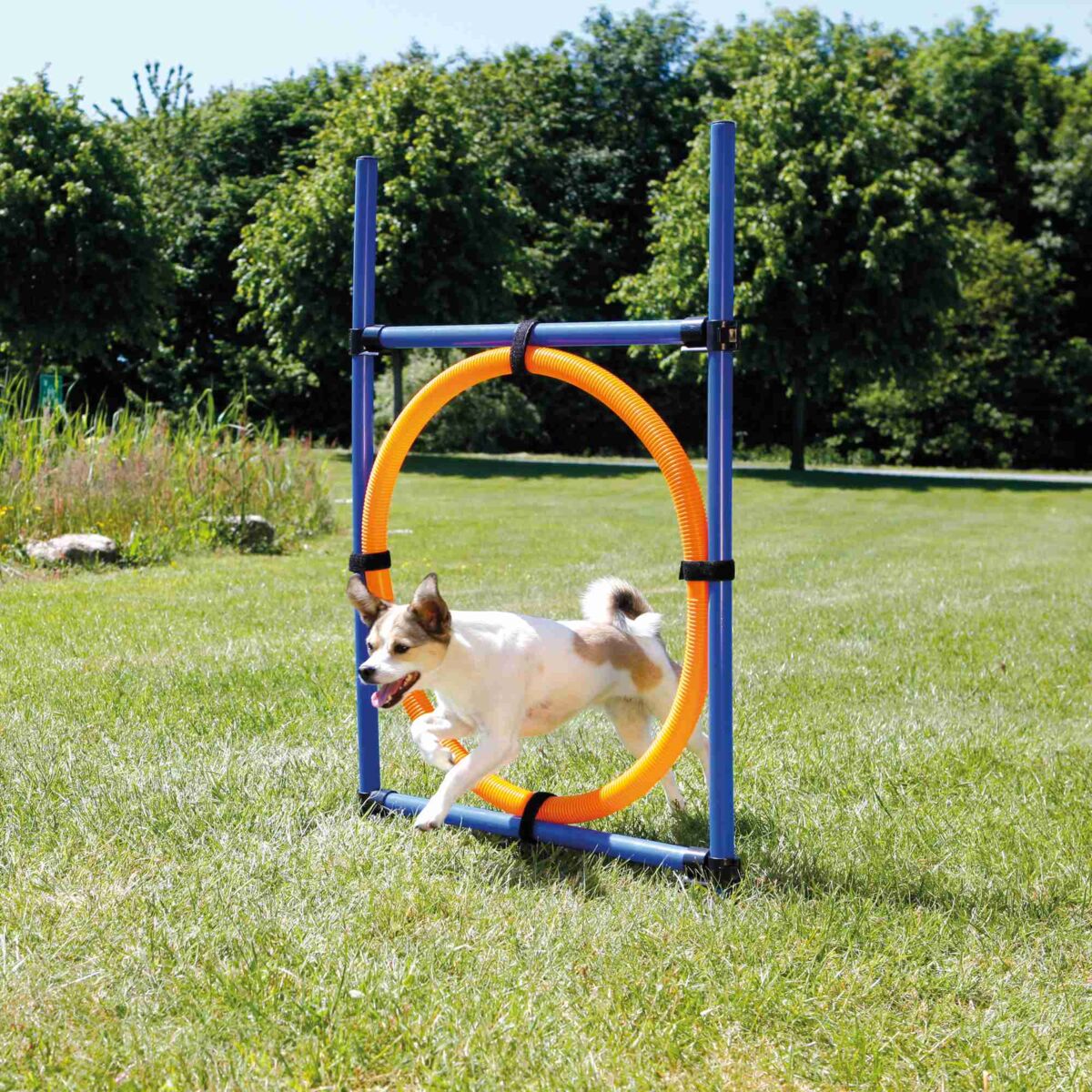 Ein Hund springt durch einen orangefarbenen Ring, der in einem blauen Gestell auf einer grünen Wiese aufgestellt ist.