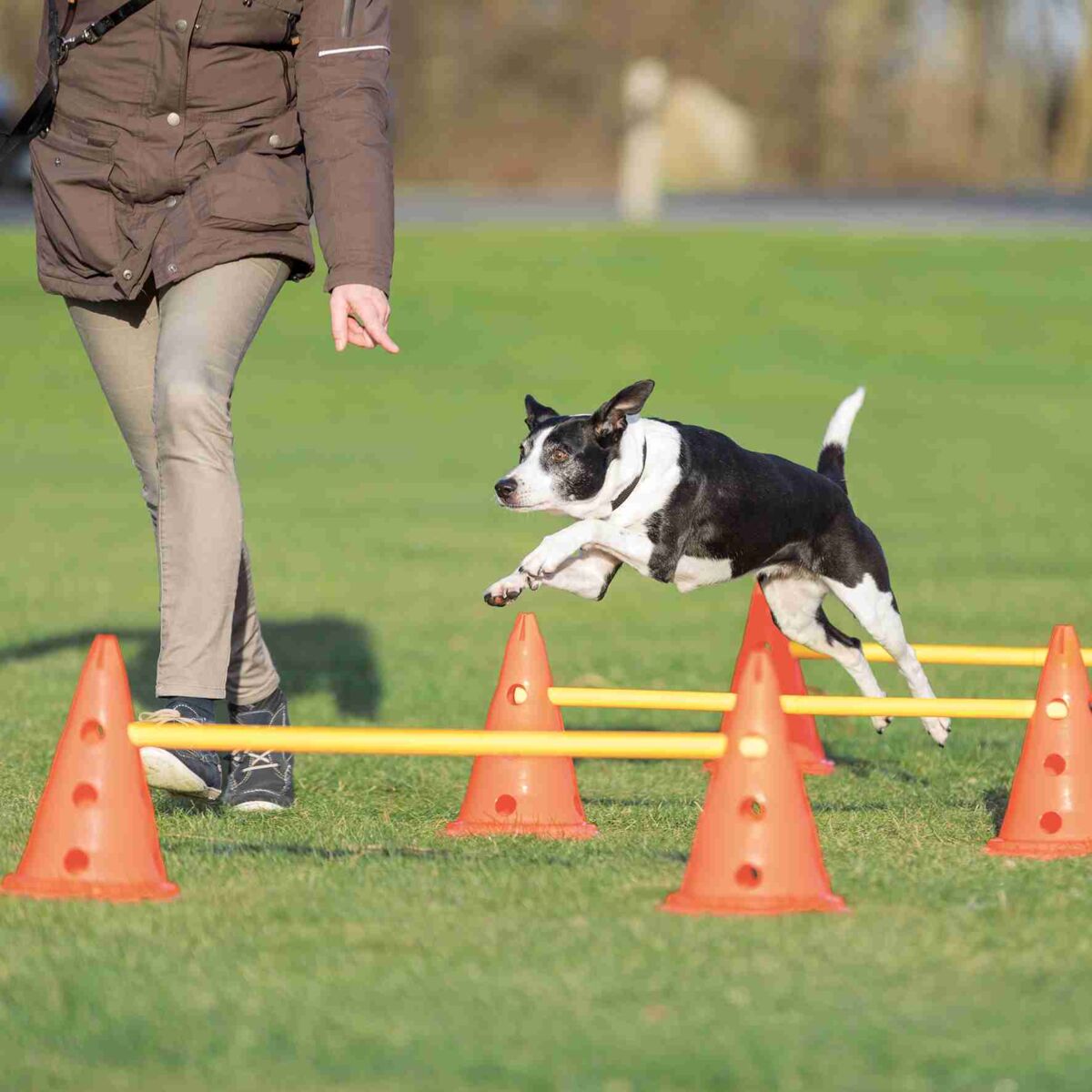 Ein Hund springt über orange Hürden auf einer Wiese, während eine Person in einer braunen Jacke nebenher geht.