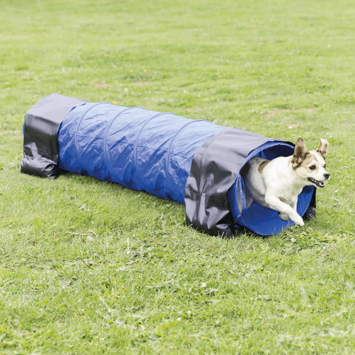 Ein Hund läuft aus einem blau-schwarzen Tunnel auf einer grünen Wiese heraus.