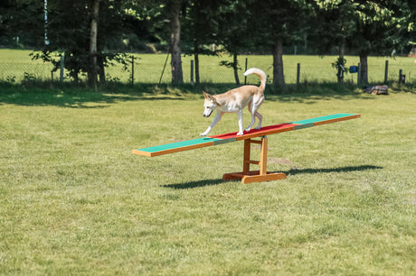 Ein Hund balanciert auf einer bunten Wippe in einem eingezäunten, grünen Parkbereich bei Tageslicht.