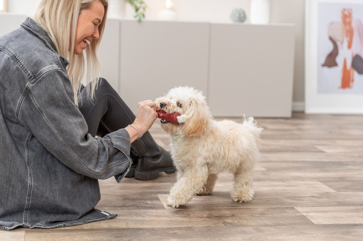 Frau im grauen Hemd spielt mit einem kleinen, cremefarbenen Hund, der ein rotes Spielzeug im Maul hält.