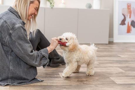 Frau im grauen Hemd spielt mit einem kleinen, cremefarbenen Hund, der ein rotes Spielzeug im Maul hält.