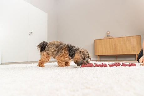 Kleiner Hund auf weißem Teppich erkundet ein rotes Spielzeug in einem hellen Raum mit hellem Holzschrank im Hintergrund.