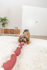 Hund spielt mit rotem Hundespielzeug auf einem weißen Teppich, im Hintergrund ein Lowboard und eine Pflanze.