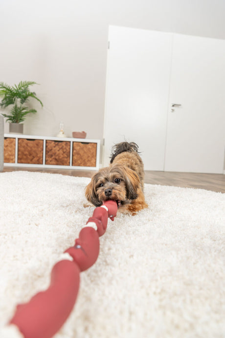 Hund spielt mit rotem Hundespielzeug auf einem weißen Teppich, im Hintergrund ein Lowboard und eine Pflanze.