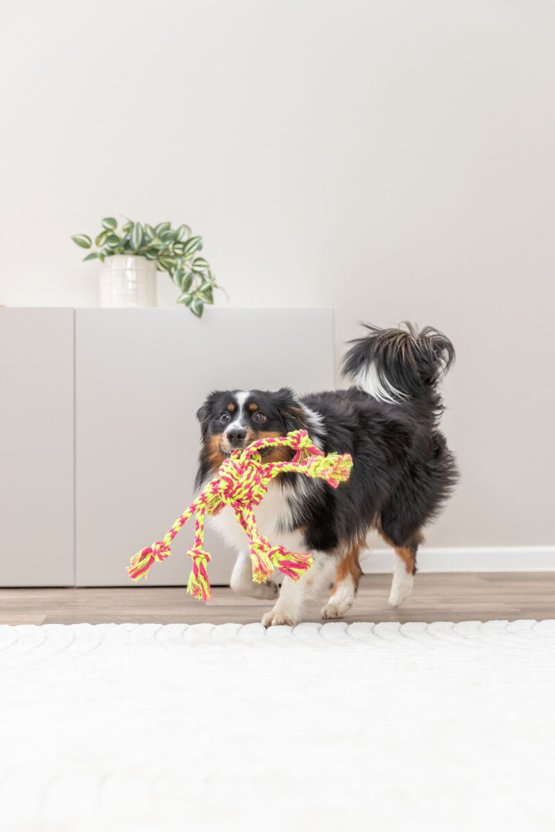 Ein kleiner Hund hält ein buntes Spielzeug in einem Zimmer im Maul.