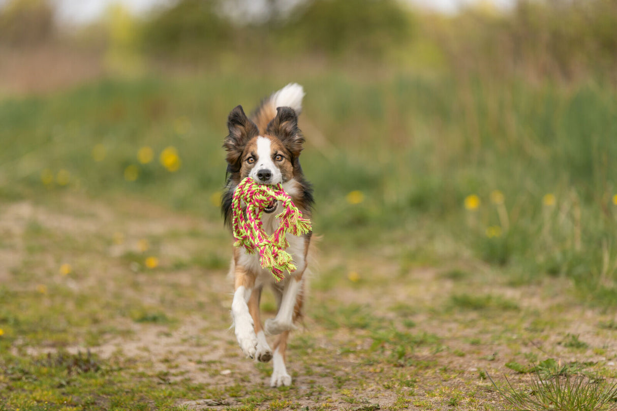 Ein Hund mit geflecktem Fell läuft auf einem Feldweg und trägt ein buntes Spielzeugseil im Maul.