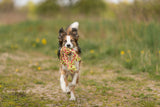Ein Hund mit geflecktem Fell läuft auf einem Feldweg und trägt ein buntes Spielzeugseil im Maul.