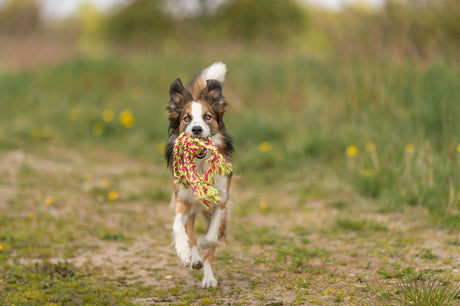 Ein Hund mit geflecktem Fell läuft auf einem Feldweg und trägt ein buntes Spielzeugseil im Maul.