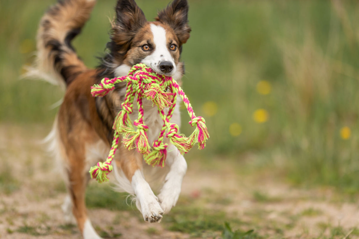 Ein Hund mit braunem und weißem Fell rennt mit einem bunten Stoffspielzeug im Maul auf einer Wiese.