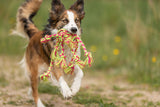 Ein Hund mit braunem und weißem Fell rennt mit einem bunten Stoffspielzeug im Maul auf einer Wiese.