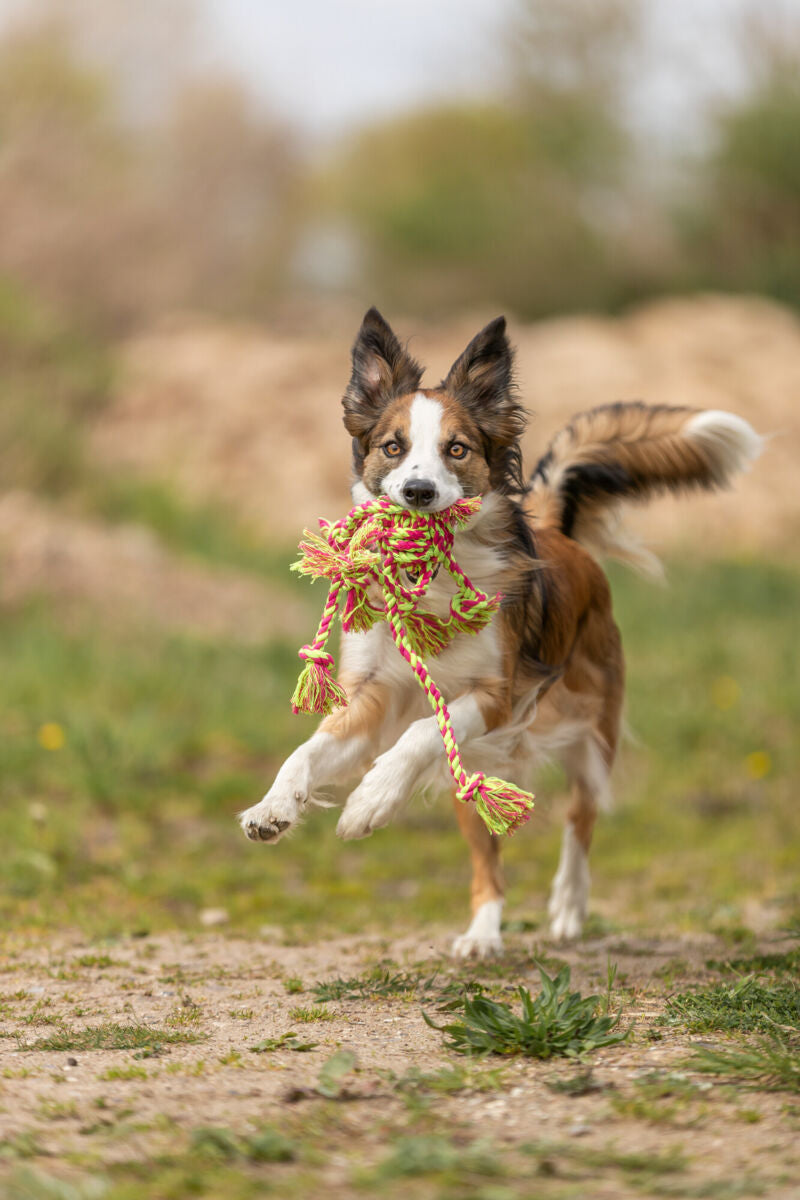 Ein Hund rennt über eine Wiese mit einem bunten Spielzeugseil im Maul, der Hintergrund ist unscharf.