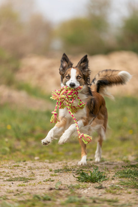 Ein Hund rennt über eine Wiese mit einem bunten Spielzeugseil im Maul, der Hintergrund ist unscharf.