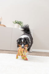 Ein Hund mit langem Fell trägt ein buntes Spielzeug in einem hellen Raum.