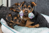 Zwei kleine Hunde mit schwarz-braunem Fell liegen in einem blauen Hundebett, einer hält ein buntes Seilspielzeug.