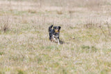 Hund läuft über eine Wiese mit einem Ball im Maul, umgeben von trockenem, grün-gelbem Gras.