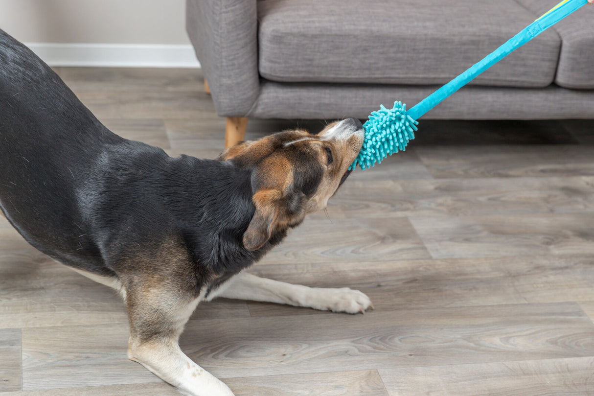 Hund zieht an blauem Hundespielzeug auf einem Holzboden vor einem grauen Sofa.