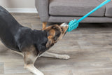 Hund zieht an blauem Hundespielzeug auf einem Holzboden vor einem grauen Sofa.