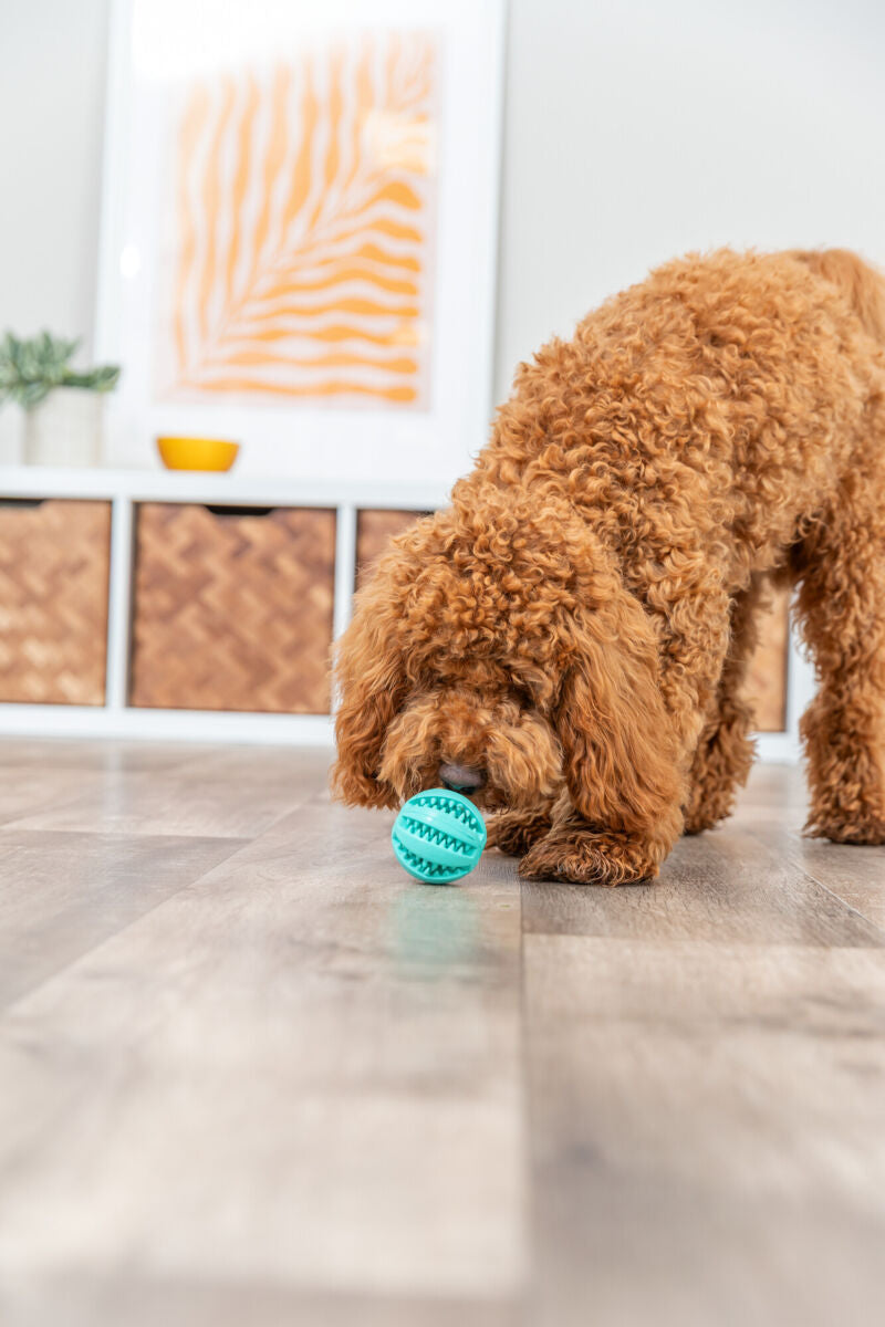 Lockiger, hellbrauner Hund spielt auf hellem Holzboden mit türkisfarbenem Ball. Im Hintergrund eine Kommode und ein Bild.