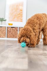 Lockiger, hellbrauner Hund spielt auf hellem Holzboden mit türkisfarbenem Ball. Im Hintergrund eine Kommode und ein Bild.