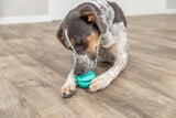 Hund mit braun-weißem Fell spielt auf einem Holzboden mit einem grünen Spielzeugball.
