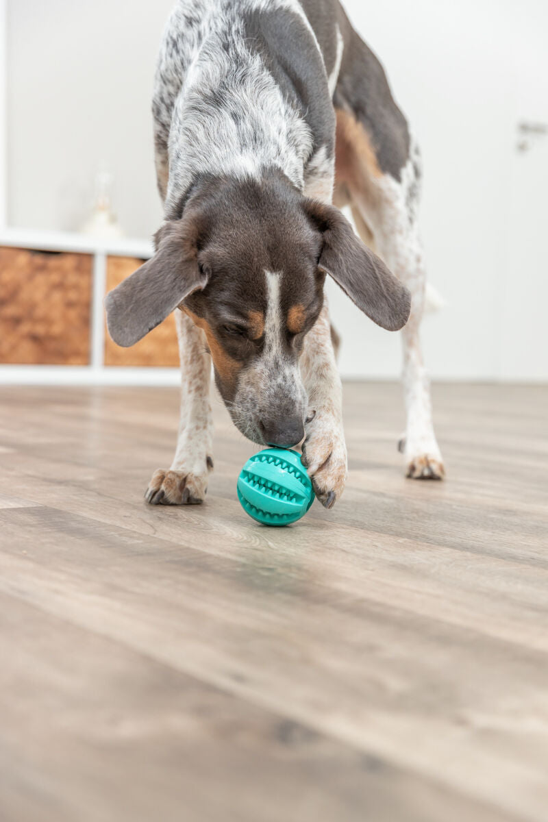 Hund spielt auf Holzboden mit grünem Ball, weißer Hintergrund, Hund fokussiert auf das Spielzeug.