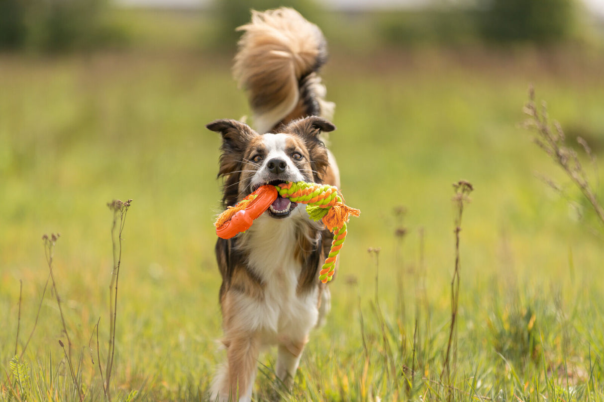 Ein Hund rennt auf einer Wiese mit einem orange-grünen Spielzeug im Maul, umgeben von grünem Gras.