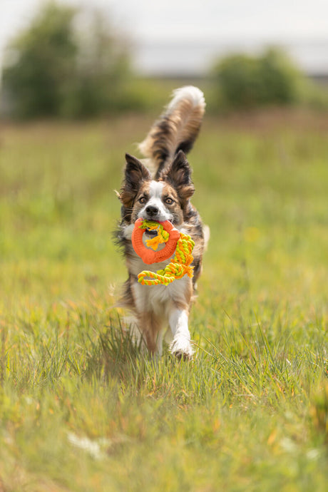 Hund mit buntem Spielzeug im Maul rennt auf einer grünen Wiese.