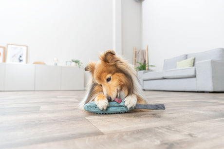 Ein Hund leckt eine Haustierbürste in einem modernen Wohnzimmer auf hellem Holzboden.