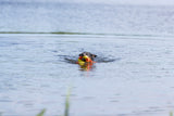 Hund schwimmt im Wasser und trägt ein buntes Spielzeug im Maul.