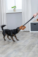 Schwarzer Hund zieht an einem Spielzeug, das von einer Hand gehalten wird, auf einem Holzboden mit Pflanze im Hintergrund.