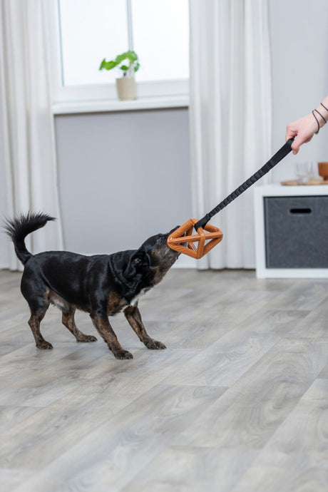 Schwarzer Hund zieht an einem Spielzeug, das von einer Hand gehalten wird, auf einem Holzboden mit Pflanze im Hintergrund.