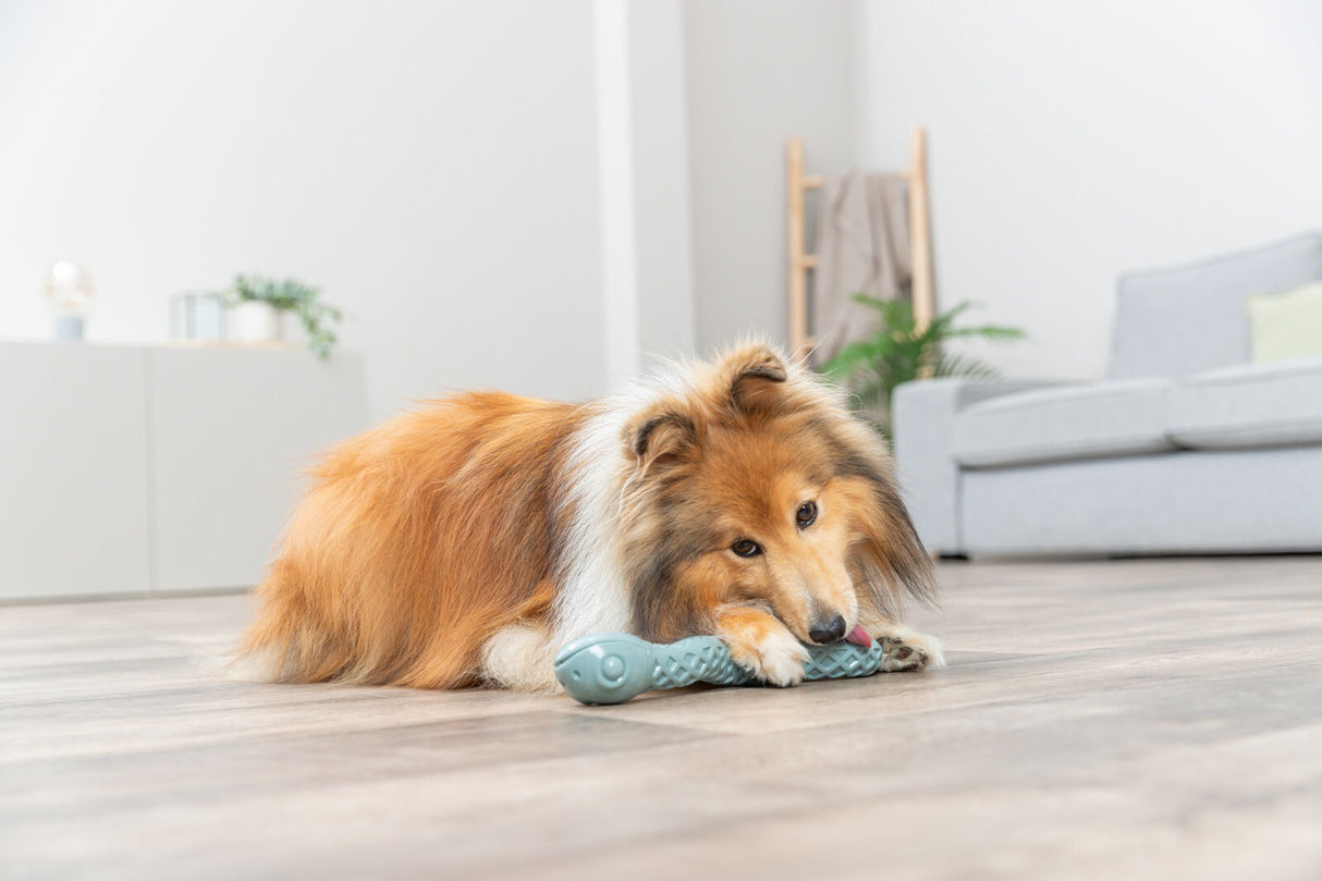 Langhaariger Hund liegt auf Holzboden und kaut auf einem blauen Spielzeug.