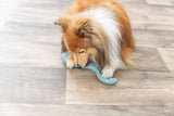 Ein Hund mit braunem und weißem Fell spielt mit einem blauen Spielzeug auf einem Holzboden.