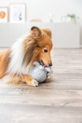 Ein Hund mit langem Fell kaut auf einem grauen Spielzeug auf einem Holzboden.