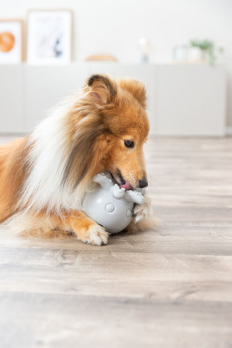 Ein Hund mit langem Fell kaut auf einem grauen Spielzeug auf einem Holzboden.