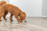 Ein lockiger, brauner Hund schnüffelt an einem grünen Spielzeugball auf einem Holzboden.