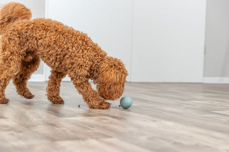 Ein lockiger, brauner Hund schnüffelt an einem grünen Spielzeugball auf einem Holzboden.