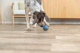 Hund spielt mit blauem Ball auf Holzboden in einem Wohnzimmer.