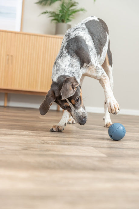 Hund mit weißem und braunem Fell spielt mit blauem Ball auf Holzfußboden.