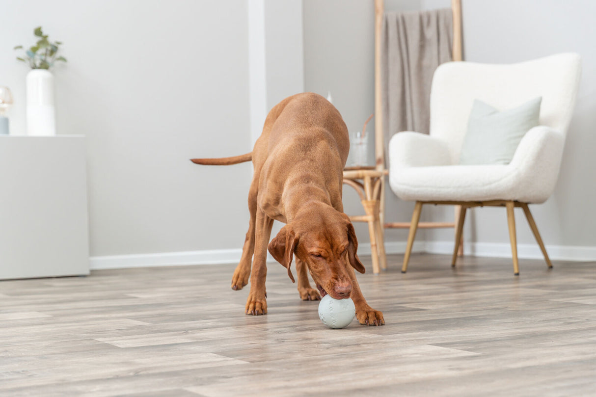 Ein Hund spielt mit einem Ball auf einem Holzboden in einem hellen Raum.