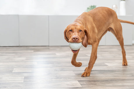 Ein brauner Hund hält einen weißen Ball im Maul und steht auf einem Holzboden.