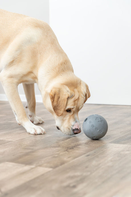Hellbrauner Hund schnuppert an grauem Ball auf Holzboden.
