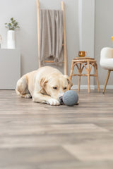 Ein Hund liegt auf einem Holzboden und betrachtet einen grauen Ball.