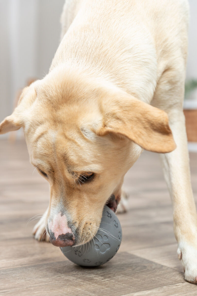 Ein beige-gelber Hund spielt mit einem grauen Ball auf einem Holzboden.