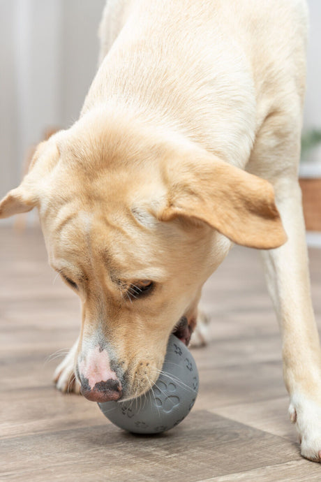 Ein beige-gelber Hund spielt mit einem grauen Ball auf einem Holzboden.