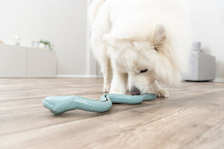 Ein weißer Hund leckt ein blaues Spielzeug auf hellem Holzboden im Innenraum.