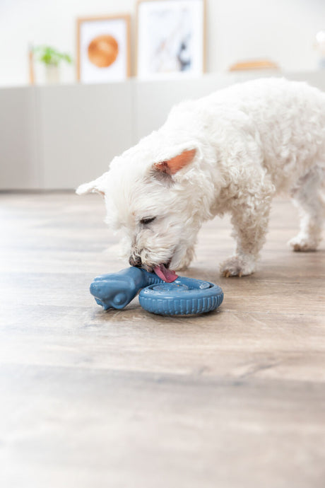 Weißer Hund leckt an einem blauen Hundespielzeug auf einem Holzboden.