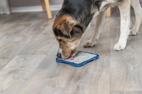 Hund leckt Futter von einem blauen Tablett auf einem Holzboden.