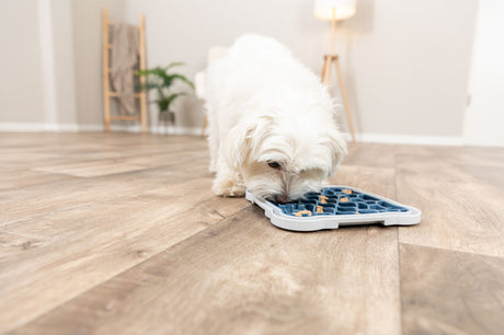 Weißer Hund frisst aus einem blau-weißen Fressnapf auf einem Holzboden in einem Zimmer.